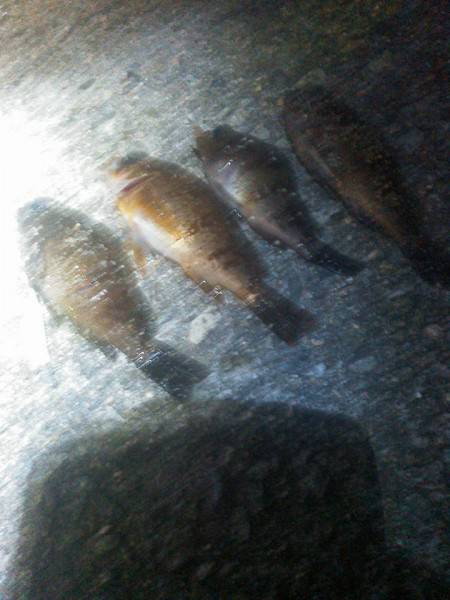 アジにメバルに